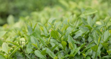 Çin kırsalında yeşil çay tarlası manzarası