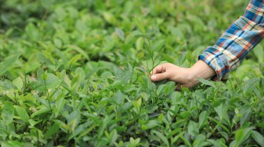 Baharda çay yaprakları toplayan kadınların elleri