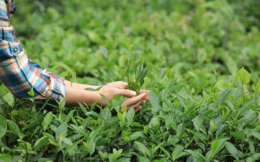 Baharda çay yaprakları toplayan kadınların elleri