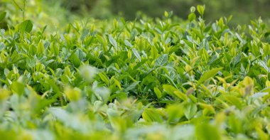 Çin kırsalında yeşil çay tarlası manzarası