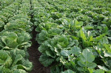 Tarlada yetişen Çin lahanası tarlaları