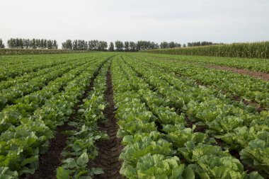 Çin 'de kırsal alanda yetişen Çin lahanaları.
