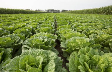 Çin 'de kırsal alanda yetişen Çin lahanaları.