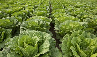 Tarlada yetişen Çin lahanası tarlaları