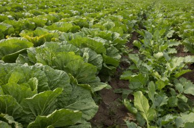 Tarlada yetişen Çin lahanası tarlaları