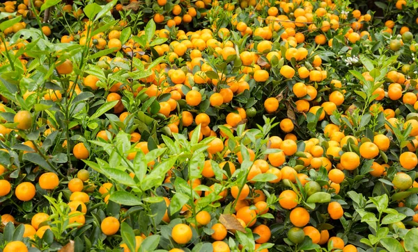 Arance Mandarine Che Crescono Giardino Concetto Capodanno Cinese Con Mandarini — Foto Stock