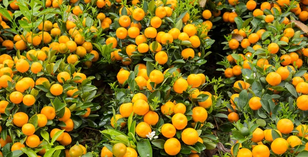 Arance Mandarine Che Crescono Giardino Concetto Capodanno Cinese Con Mandarini — Foto Stock