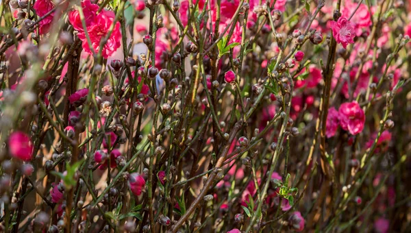 Decorazione Floreale Pesca Capodanno Cinese Primo Piano — Foto Stock