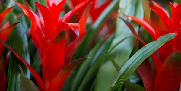 Schöne Rote Fackel Ananasblume Garten — Stockfoto