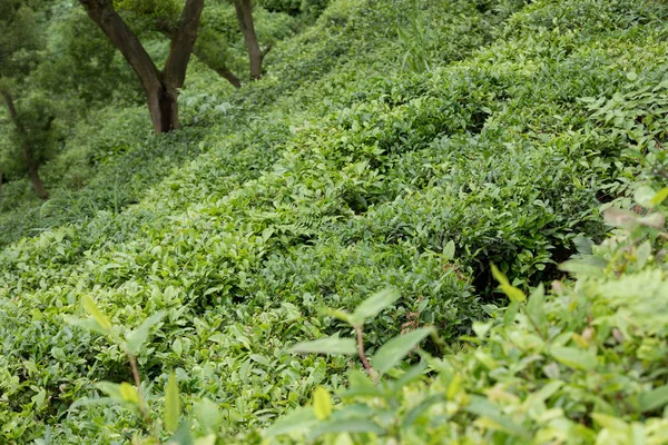 Пейзаж Плантации Зеленого Чая Китайской Сельской Местности — стоковое фото