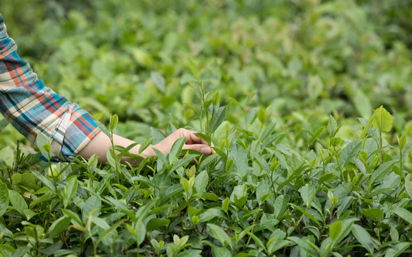 Mani Donna Raccogliendo Foglie Primavera — Foto Stock