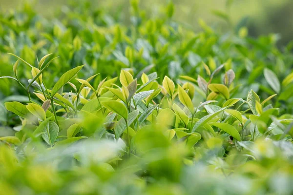 Primer Plano Hojas Verde Vívidas Jardín Primavera Campo Chino — Foto de Stock