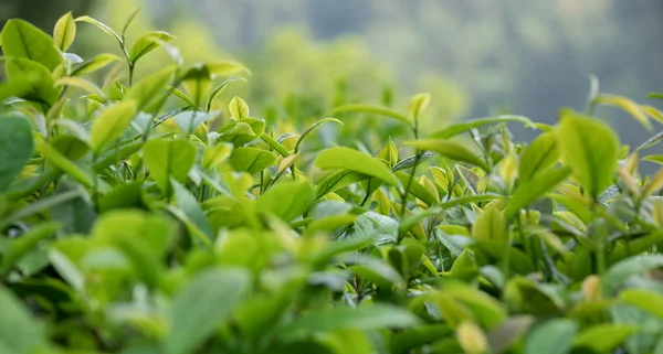 Nahaufnahme Lebhafter Grüner Teeblätter Garten Frühling Der Chinesischen Landschaft — Stockfoto