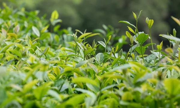 Gros Plan Des Feuilles Thé Vert Vif Dans Jardin Printemps — Photo