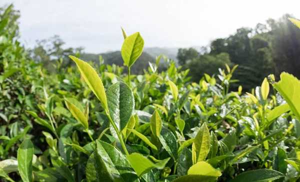 Çin Kırsalında Yeşil Çay Tarlası Manzarası — Stok fotoğraf