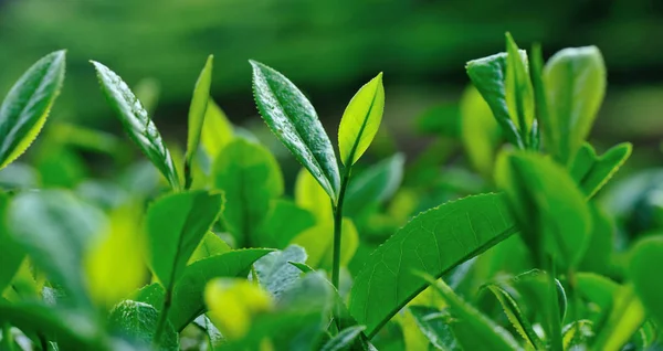 Zelený Čaj Listy Rostoucí Zahradě Jaře — Stock fotografie