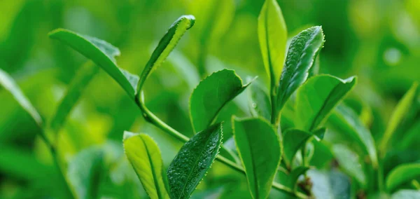 Grüntee Blätter Wachsen Frühling Garten — Stockfoto