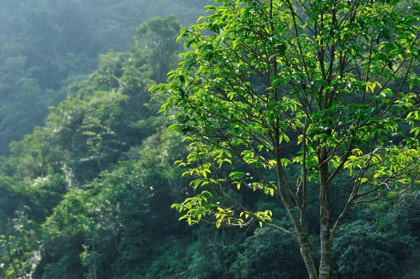 Paisagem Florestal Nascer Sol — Fotografia de Stock