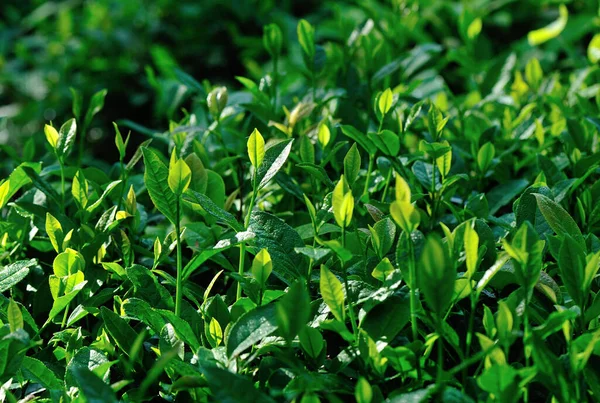 Grüntee Blätter Wachsen Frühling Garten — Stockfoto