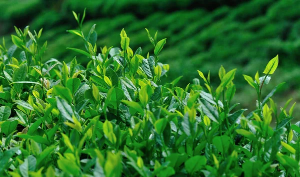 Tavasszal Zöld Tealevelek Nőnek Kertben — Stock Fotó