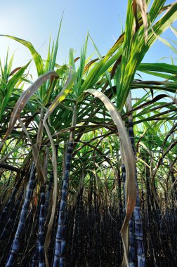 Çin kırsalında yetişen şeker kamışı bitkileri mavi gökyüzüne karşı
