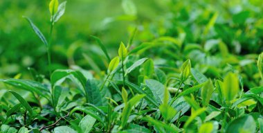 Baharda bahçede yeşil çay yaprakları büyür.