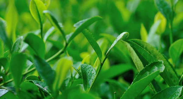 绿茶叶长在花园里 — 图库照片