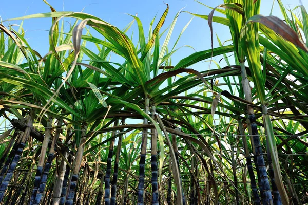 Sugarcane Plants Growing Rural Chinese Field Blue Sky — Stock Photo, Image