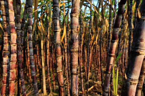 Стебли Сахарного Тростника Растущие Сельском Китайском Поле — стоковое фото