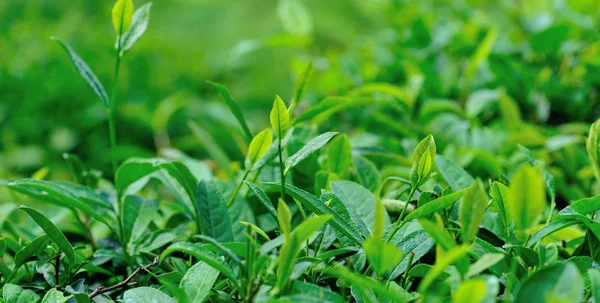 Green Tea Leaves Growing Garden Spring — Stock Photo, Image