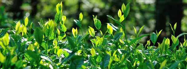 Hojas Verde Creciendo Jardín Primavera —  Fotos de Stock