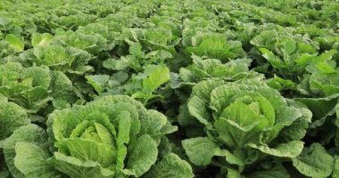 Tarlada yetişen Çin lahanası tarlaları