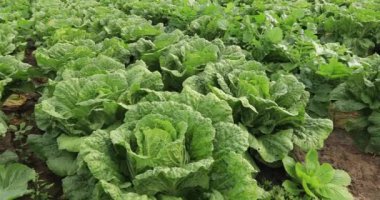 Tarlada yetişen Çin lahanası tarlaları