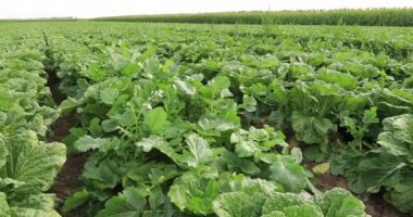 Tarlada yetişen Çin lahanası tarlaları