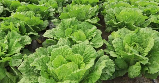Close Chinese Cabbage Crops Growing Field — Stock Video