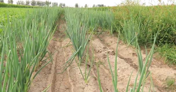 Close Upbeelden Van Landbouwvelden Met Jonge Groene Uien Kool Zonlicht — Stockvideo