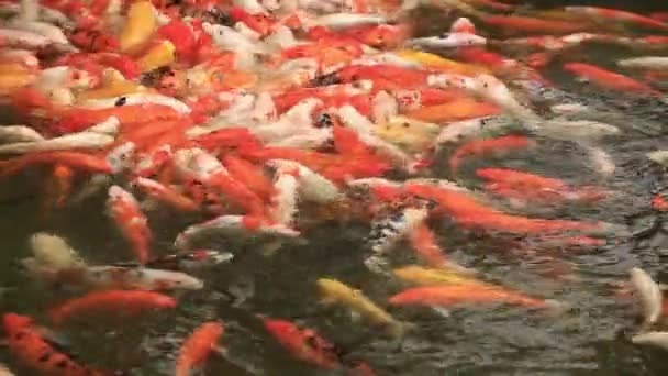 Μεγάλη Ομάδα Ψαριών Κυπρίνου Koi Που Κολυμπούν Τροφή Στη Λίμνη — Αρχείο Βίντεο