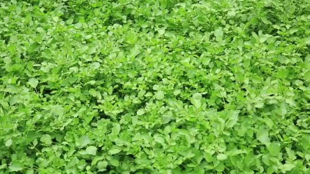 Green Mint Plants Growing Vegetable Garden — Stock Video