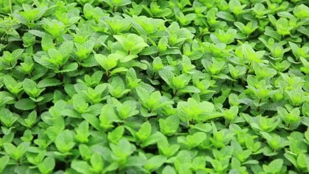 Plantas Hortelã Verde Crescendo Horta — Vídeo de Stock
