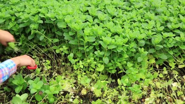 Mulher Cortando Plantas Hortelã Verde Crescendo Horta — Vídeo de Stock