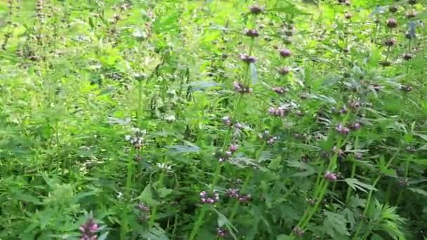 Zwykłe Kwiaty Dziurawca Rosnące Polu Film Poklatkowy — Wideo stockowe