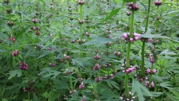 Common Motherwort Flowers Growing Field Time Lapse Footage — Stock Video