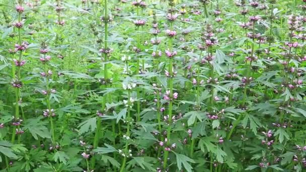 Fiori Motherwort Comuni Che Crescono Nel Campo Filmati Time Lapse — Video Stock