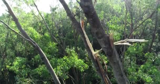 Paysage d'arbres brisés dans la forêt luxuriante verte sous un soleil éclatant 