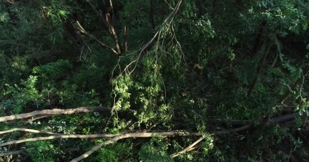Paisaje Árboles Rotos Verde Bosque Exuberante Sol Brillante — Vídeos de Stock