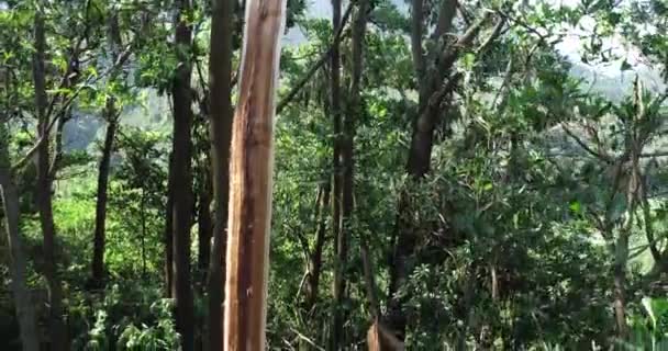 Paesaggio Alberi Rotti Nel Verde Lussureggiante Foresta Sole Splendente — Video Stock