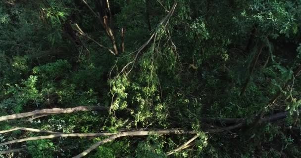 Damaged Trees Green Lush Forest Bright Sunshine — Stock Video