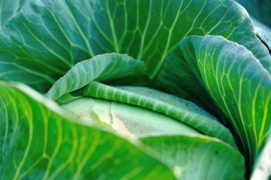 Gün ışığında sebze bahçesinde büyüyen yeşil lahana başı