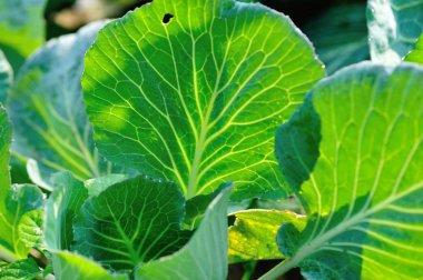 Gün ışığında sebze bahçesinde büyüyen yeşil lahana başı