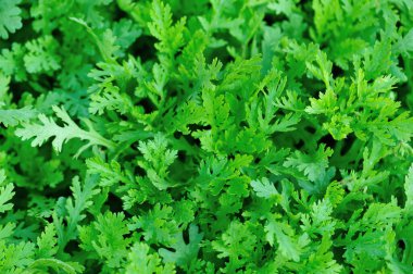 Yeşil papatya sebze bahçesinde büyüyor.